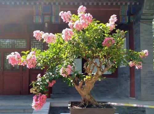  图片作者|家里有这10种花，多修剪少浇水，能养成高价盆景