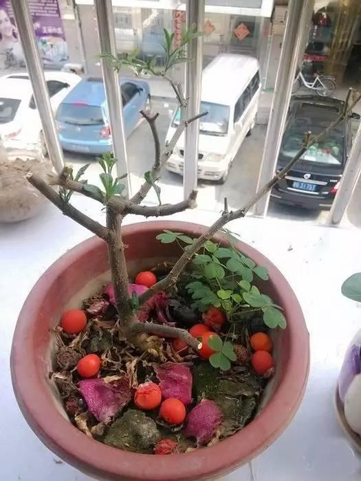 植物|快死的花卉这样做,能轻松起死回生!