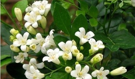 这些植物养在家里,吸收烟味,空气清新!比空气净化器还好!