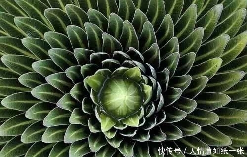 神“造”般的植物奇景，仿佛画作精品，小编已深深着迷！