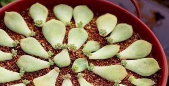 大白根|别再花钱买生根粉,那才是万能的生根剂,养啥都能长大白根