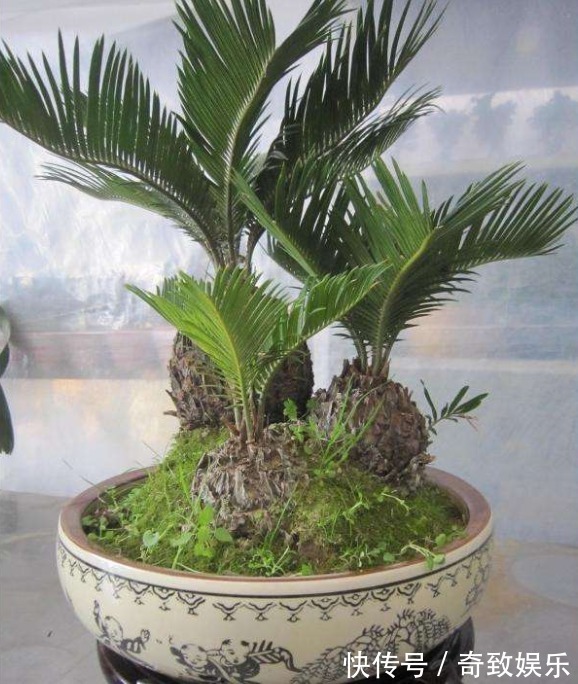 3种“贵树”,剪根枝条插土里,20天生根,3年长成“高价盆景”