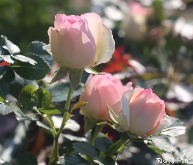 美人般的花，花开瞬间美到窒息，谁见都夸