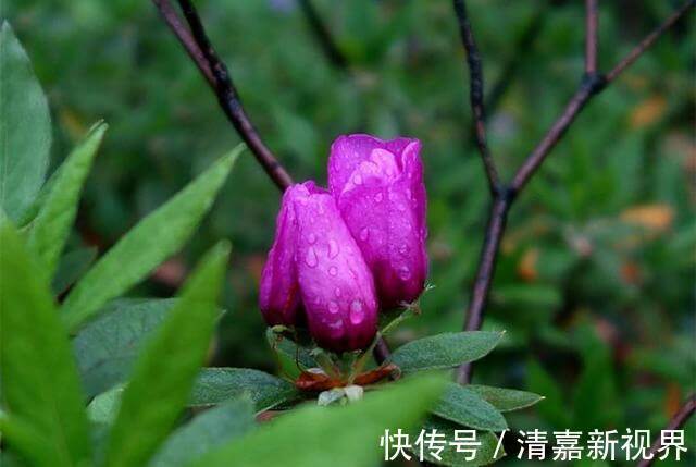 养分|栀子花、杜鹃花“花苞”呼呼掉,都是土壤惹的祸,教你几招能恢复