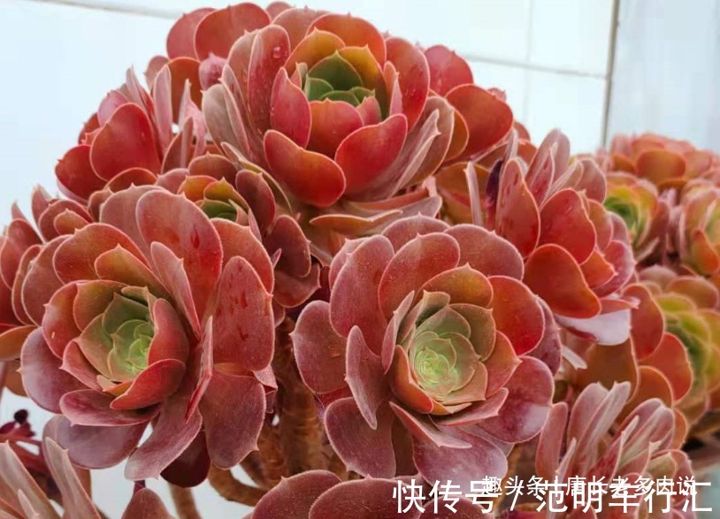 法师系多肉哪些品种不好度夏？听说带锦的法师都不好度夏是吗？