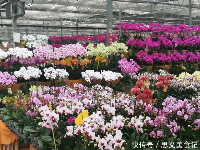 花卉|悄悄告诉你，网购花卉，见到“4种花”离远点，谁也养不活