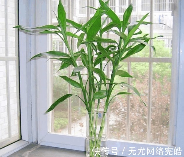 邻居|富贵竹总是养不活, 看到邻居家才发现自己方法错了