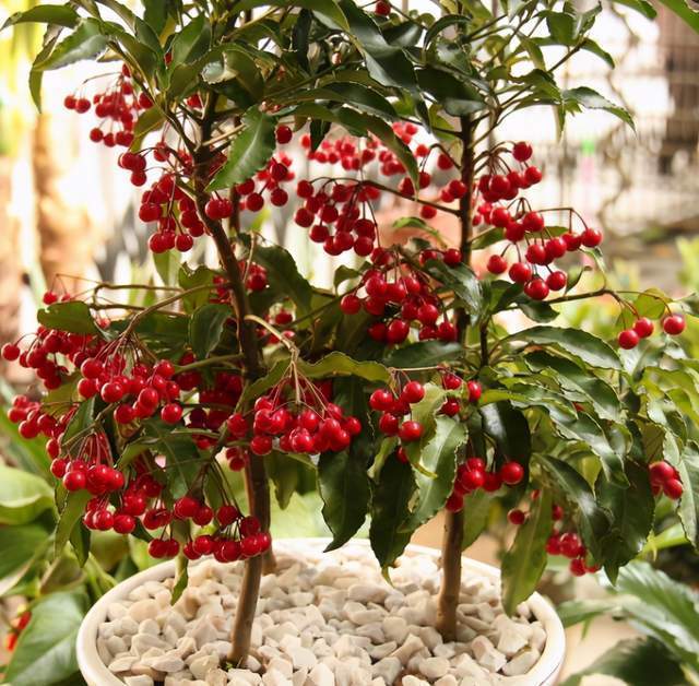 强光|6种植物摆放在客厅,不仅好看、寓意好,还可以“鼓舞”人心