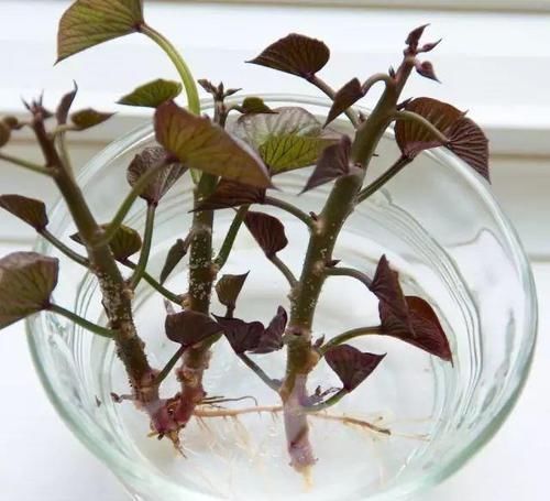 时间就能|一个芋头芽,埋在花盆里,10天长成大盆景,比龟背竹还漂亮