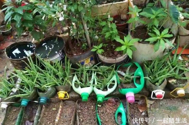 花上长了这个,再不换盆,就要憋死了!花上长了这个,再不换盆,就要憋死了!