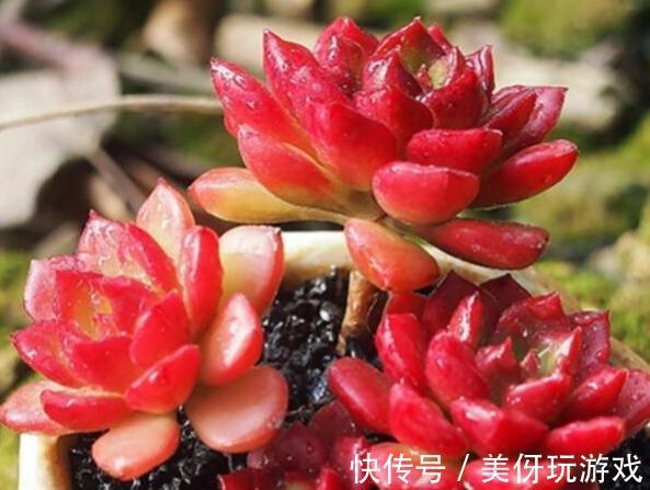 为什么多肉熬过了夏季反而越不了冬,居然冻伤黑腐了