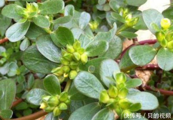 “埋没在农村”的抗癌野菜，比蒲公英好100倍，城里人都不认识