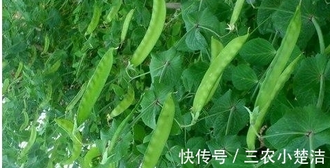 荷兰豆|荷兰豆容养颜、减肥瘦身,农民种植只需四点,收获高产优质荷兰豆