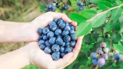 经常熬夜伤身体，坚持吃3种食物，护肝排毒，保护视力，延缓衰老