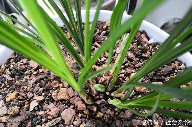 盆里撒点粉,兰花30天变了样,每年都开花