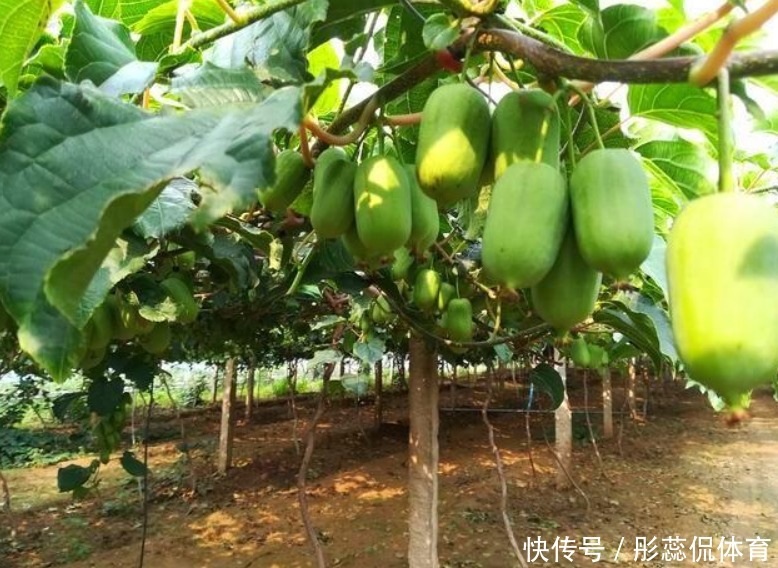 嫌弃|家里有院子,4种果树别嫌弃,好看好养活,比养花强