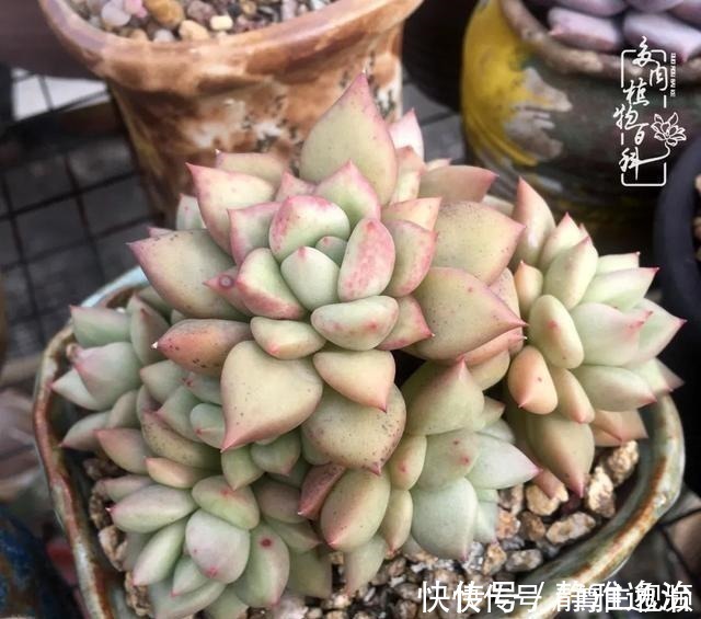 静夜|养多肉三年多，初见惊鸿！累并快乐着！养多肉三年多，初见惊鸿！累并快乐着！