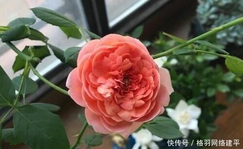 养花|盆里有了“它”,“小芽”多又壮,养啥旺啥,可别再“扔”了!