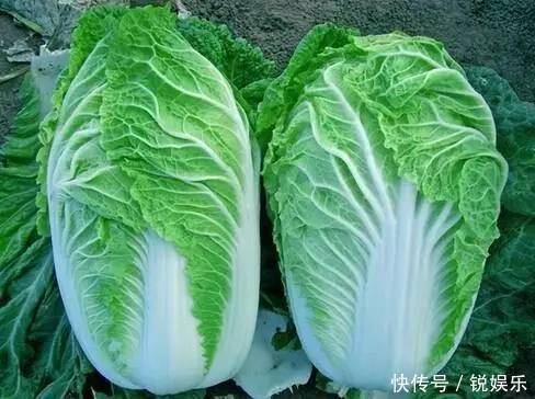 挑选大白菜，挑深绿叶还是浅绿叶小贩教你4点，买到好白菜！