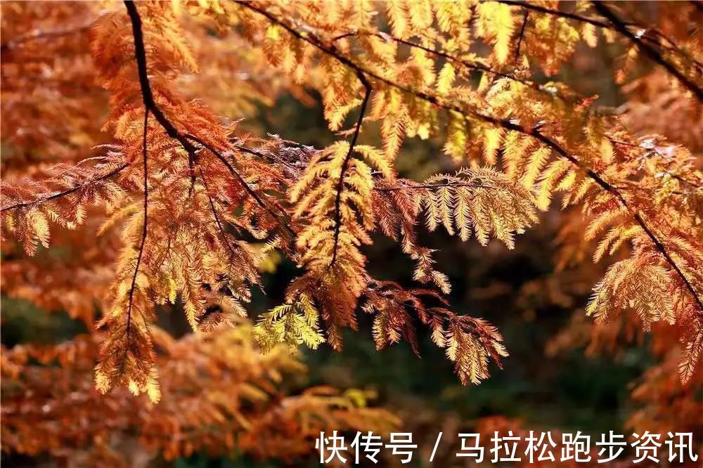 半程马拉松|倒计时2天!2022年首场金牌马拉松新闻发布会及报名即将开启!