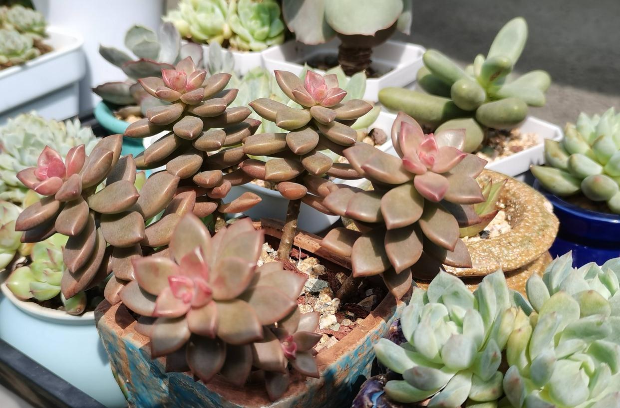 多肉植物|养多肉，有一点很关键，枝叶茁壮变老桩，颜色状态都很赞