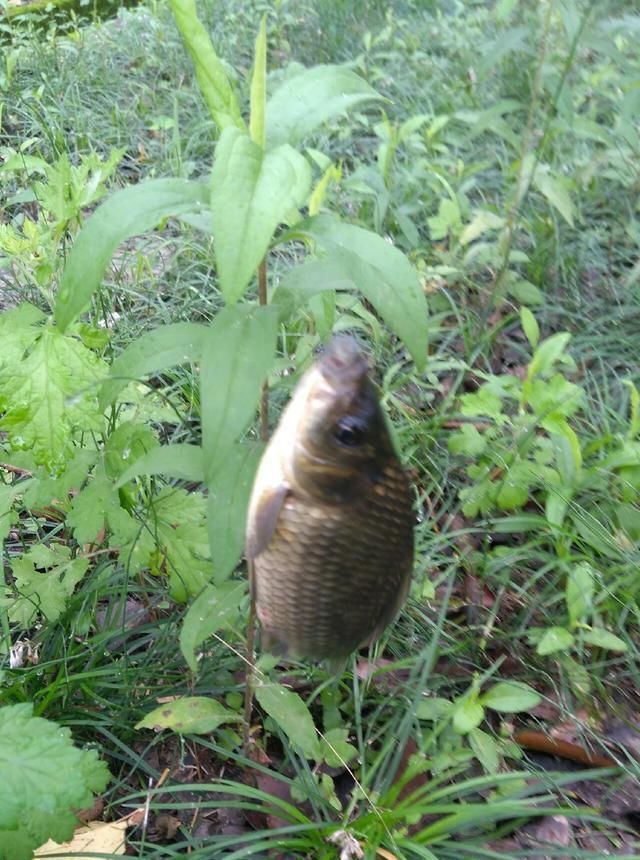 浮漂|野钓小技巧浮漂做一个小改动,惊鱼几率大降