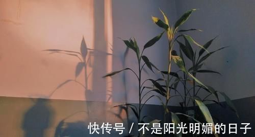 养护|养护盆景，几件犯忌的事不能干，干了任意一件，盆景不死也遭大难