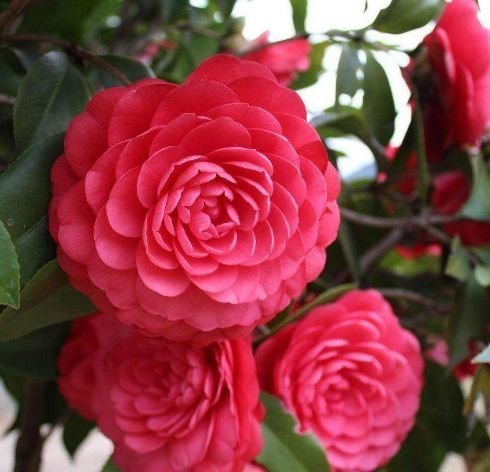 4种花养在家里,比牡丹好看,比吊兰好养,你养了吗