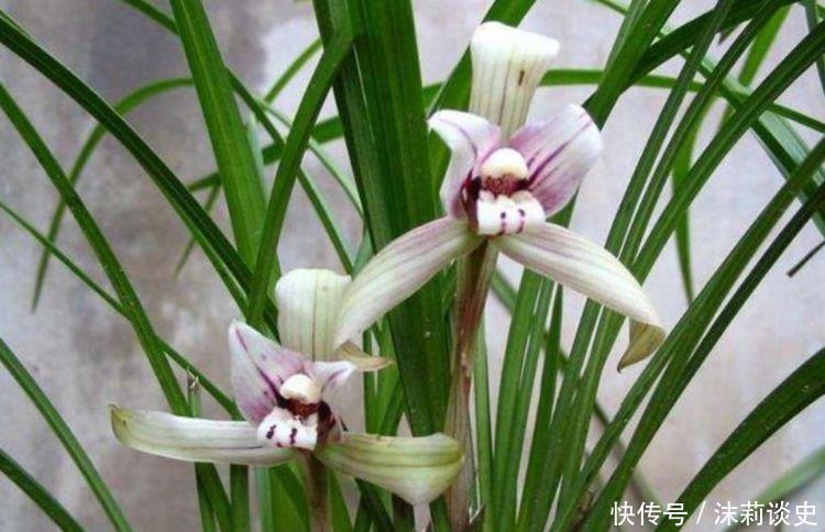 4种花很耐养,沾土就能活,花朵迷人,阵阵花香,花朵大!