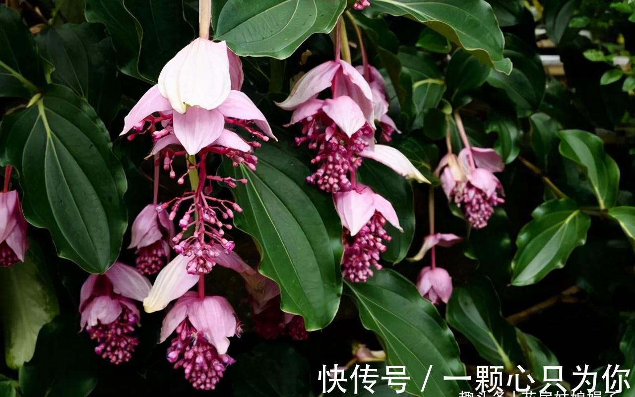 宝莲灯|8种价格昂贵的花卉，一盆好几百，有钱了一定要买一盆来养