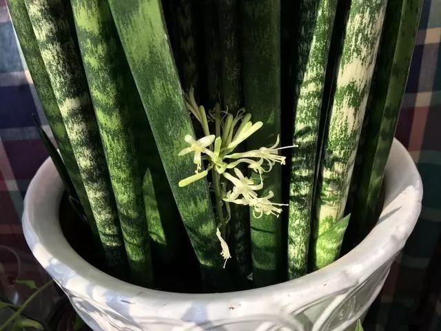 浇水|虎皮兰长得慢，只要做到1点，窜芽20个，叶片蹭蹭长，又多又茂盛