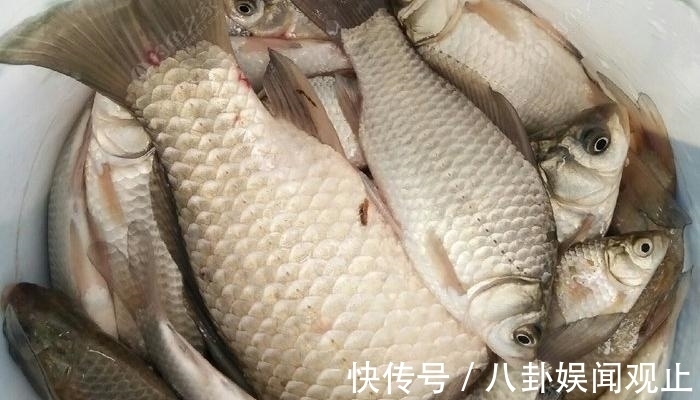 冬季钓鱼半天没一口?教你4招,鱼口越钓越多