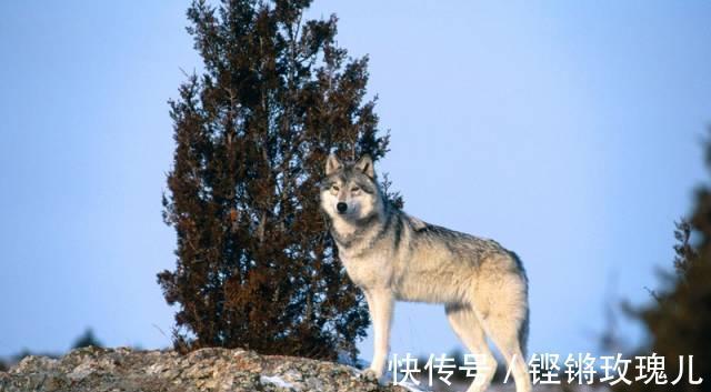 焦师傅|「知青岁月」与狼共舞的岁月