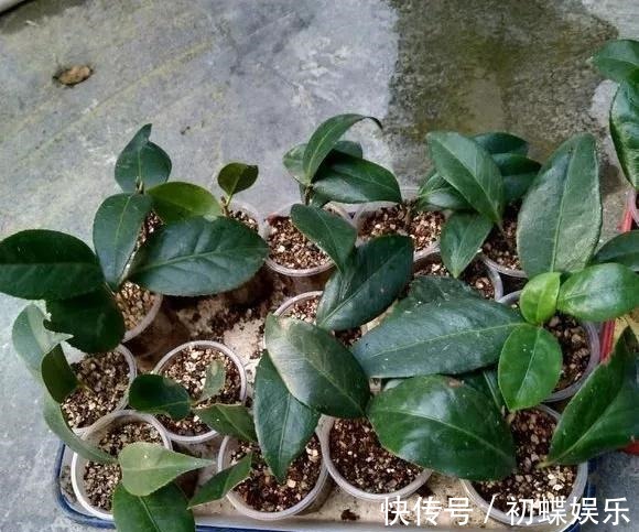 天热了就插4种花,生根快长势好,一插一大盆