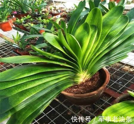 琴叶榕|6种能养人的花,越养越有“好运气”,建议养一盆