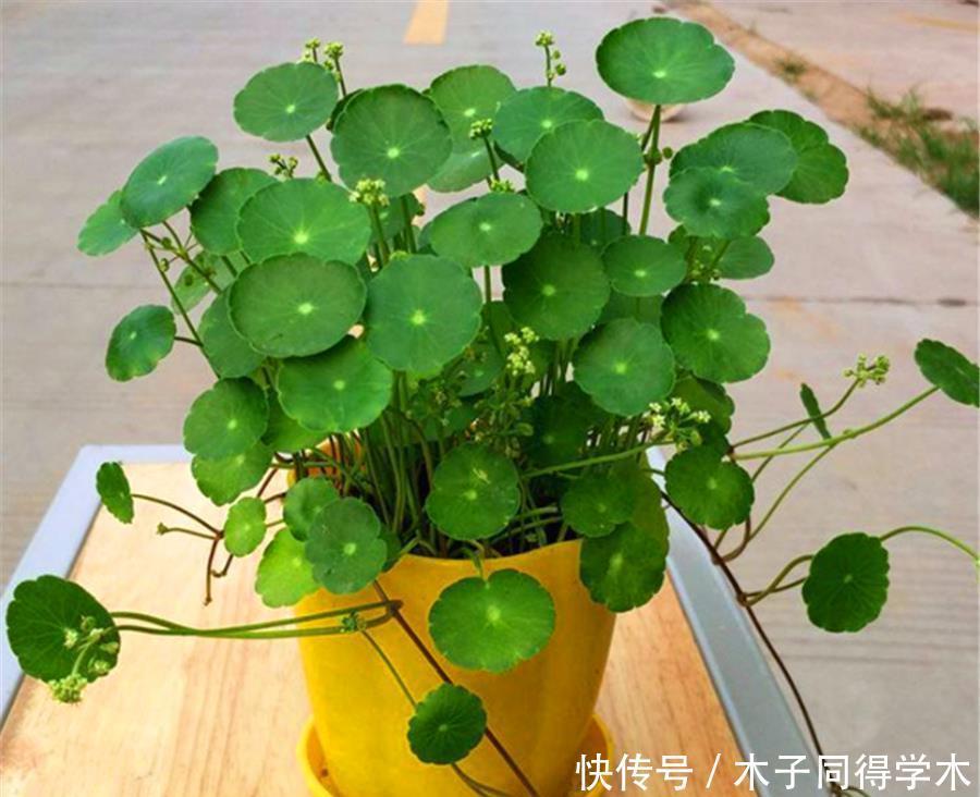 夏天|夏天铜钱草有“3怕”,难怪叶子发软没光泽,学会了碧绿光亮