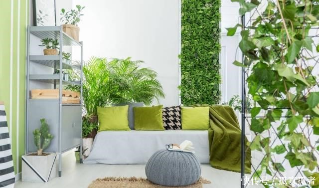 客厅2种花，别养成“巨无霸”，我家的已经处理了！