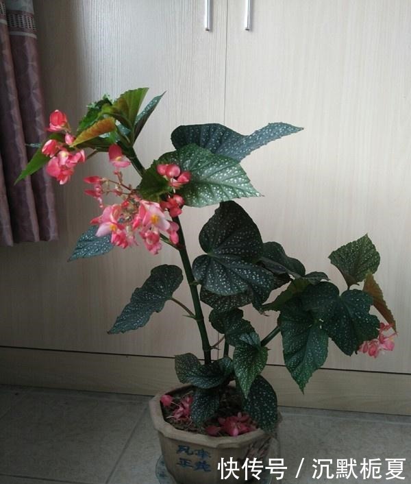 开花最勤的室内盆栽,全年开花,观赏价值高,栽培容易,值得入手!