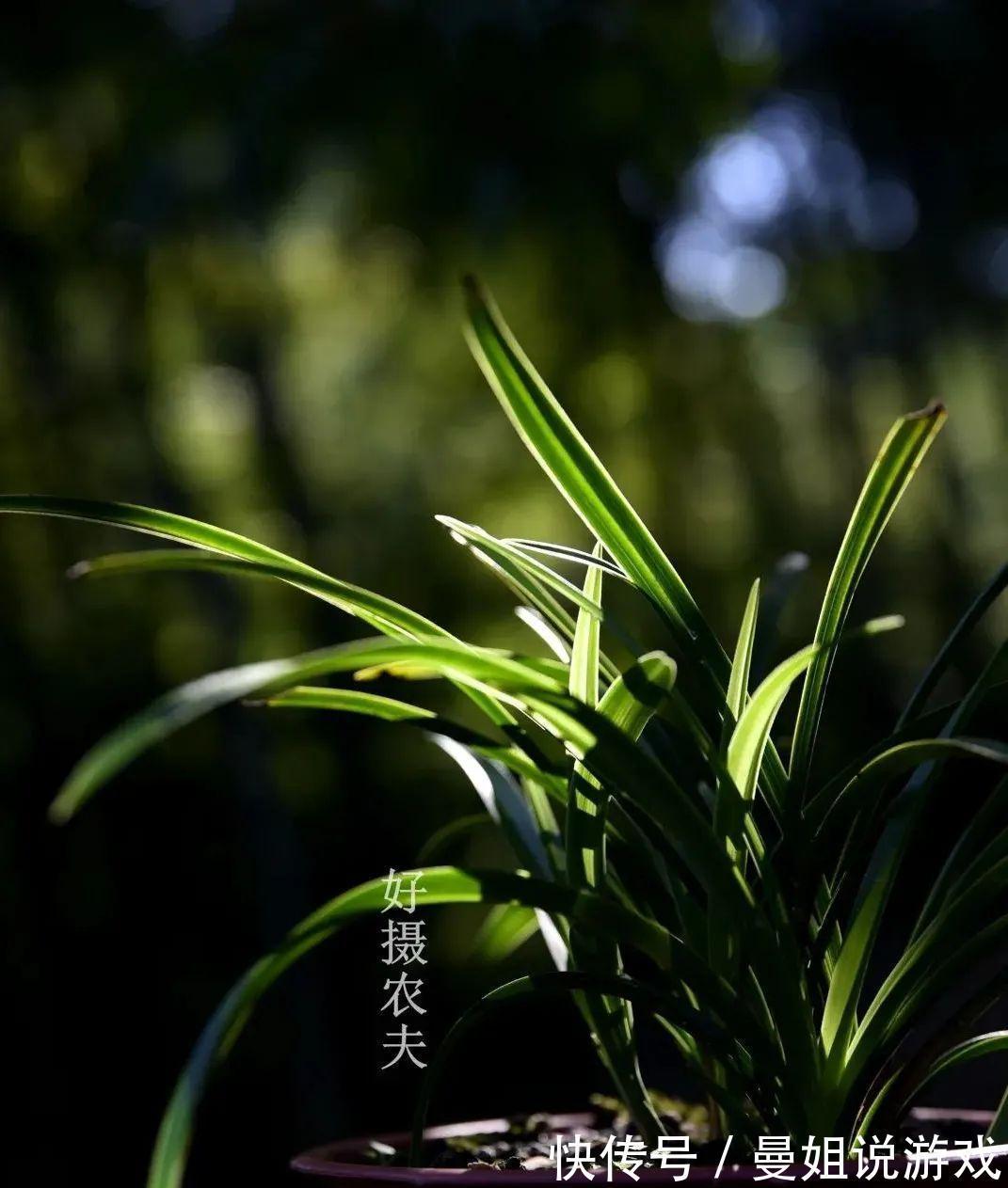 兰花叶尖常有枯黄焦黑,有没有实用的技巧,轻松就解决问题?