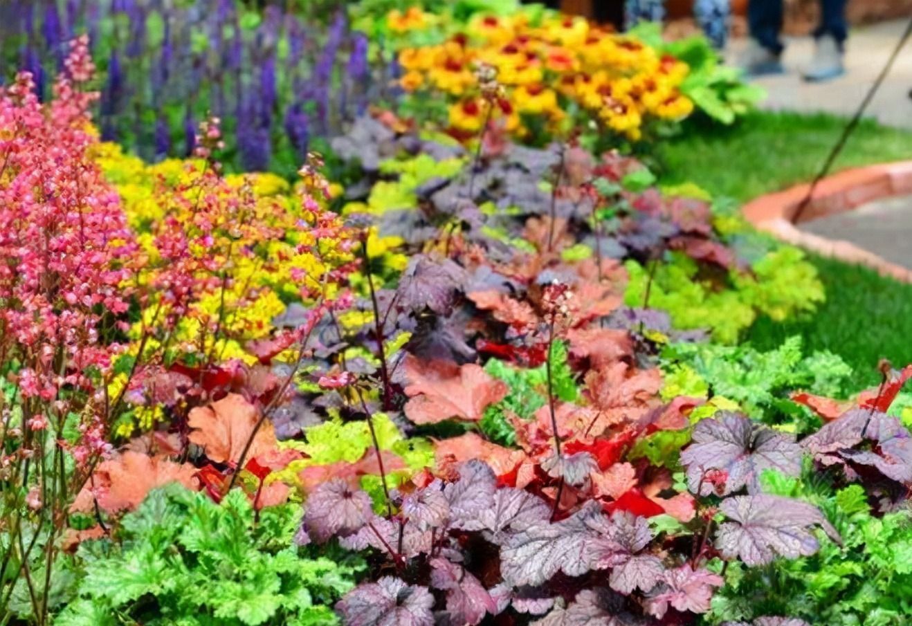 6种绿植不一般,叶比花要好看,摆在家里有格调