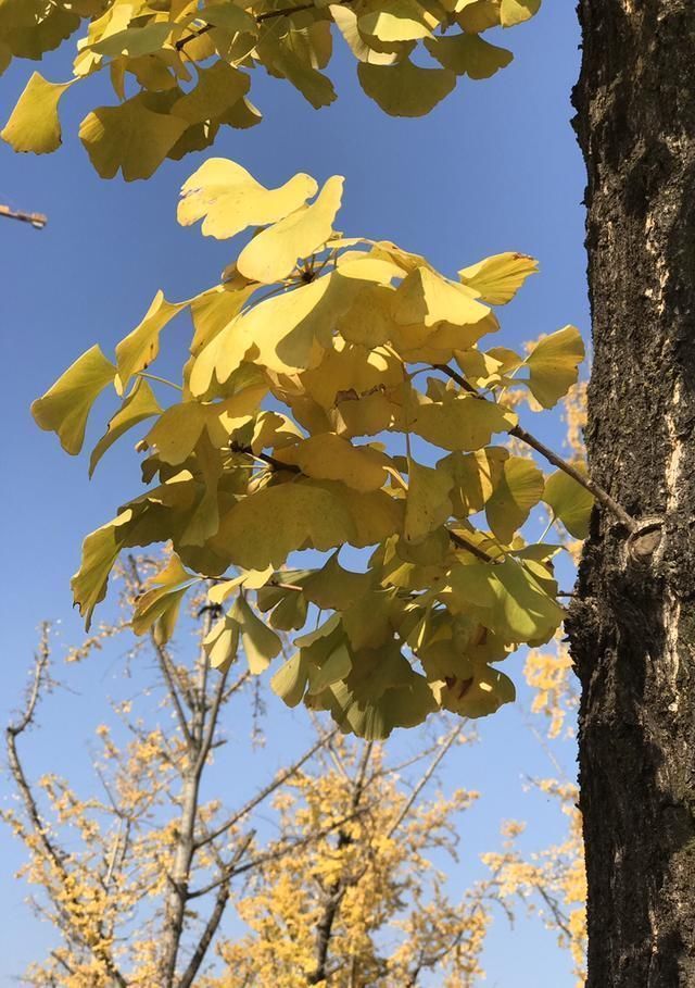 杜鹃花|能活几十年的花,家里养一盆,还能作传家宝