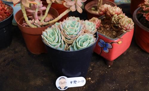 春天到了，小帅教你这样养多肉，才能让你的多肉这么可爱