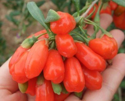 枸杞枸杞|女性不想变黄脸婆,要坚持吃3种食物,滋补身体,好处多多!