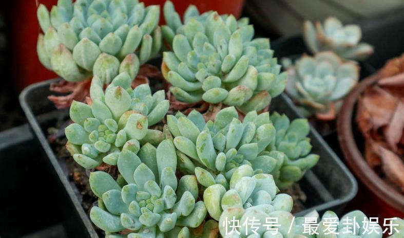症状|多肉烂根会出现什么症状，该如何早点发现处理？