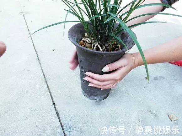 浇水|兰花就要这样养,不但不黄叶,还年年都有花赏!