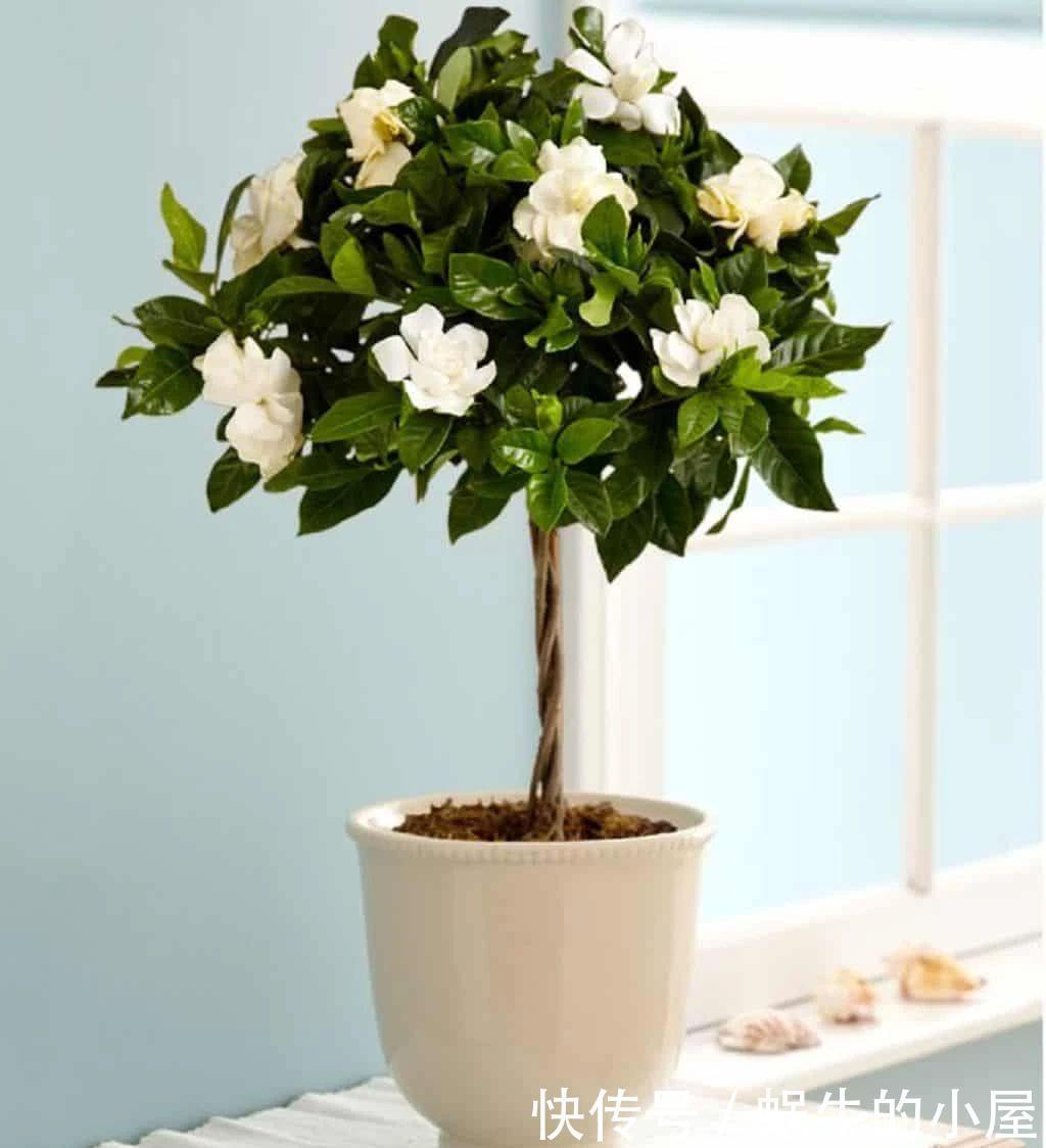 不同环境适合养的盆栽花卉,选合适自己的开花植物很重要