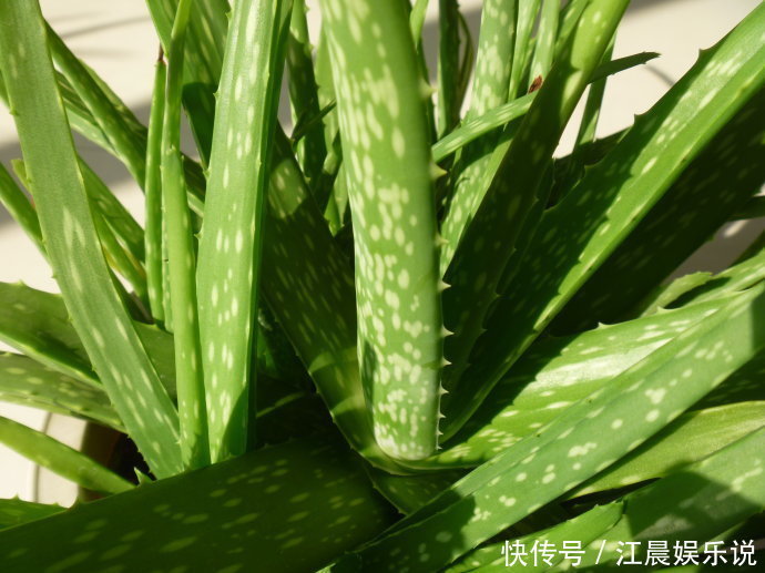 吊兰|出门最容易“捡到”的5种花，拿回家剪几刀，不花钱成好看盆栽