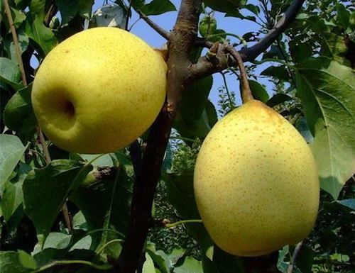 饭后吃它可以大量排出致癌物