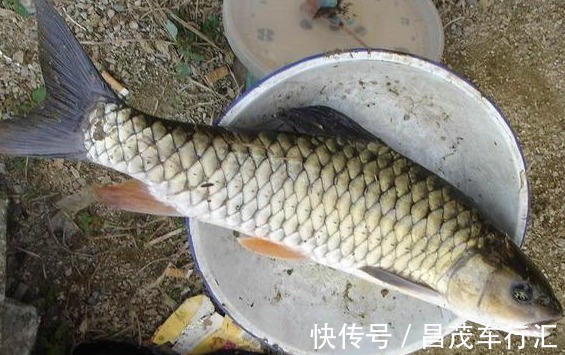 像极了草鱼,个头小却异常凶猛,钓鱼人的最爱,运气好才能钓到