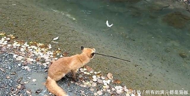 山溪钓鱼，一只狐狸流着口水紧紧地跟着